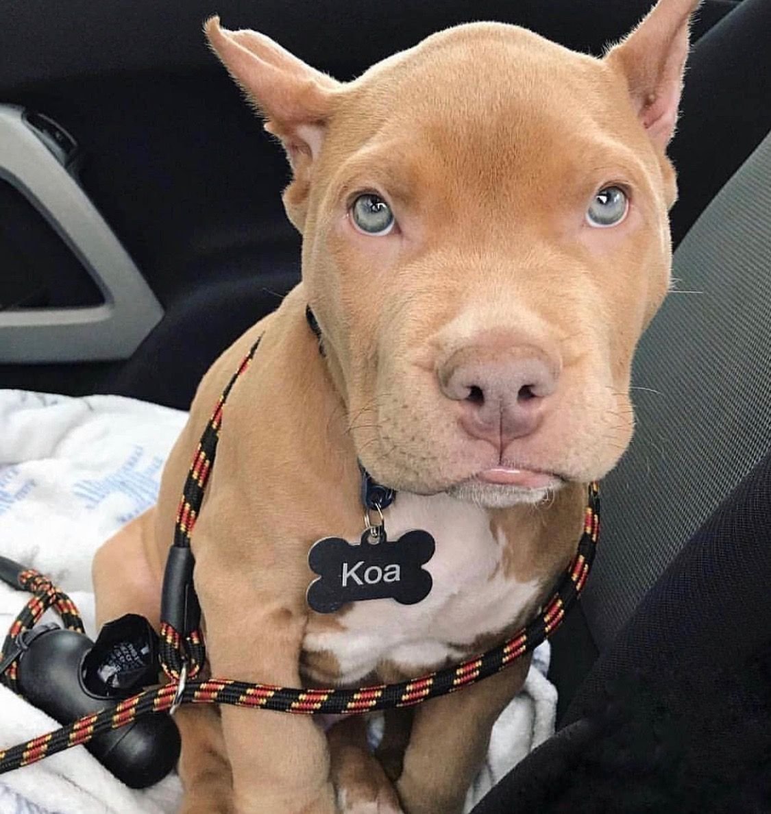 Питбуль и Йоркширский терьер