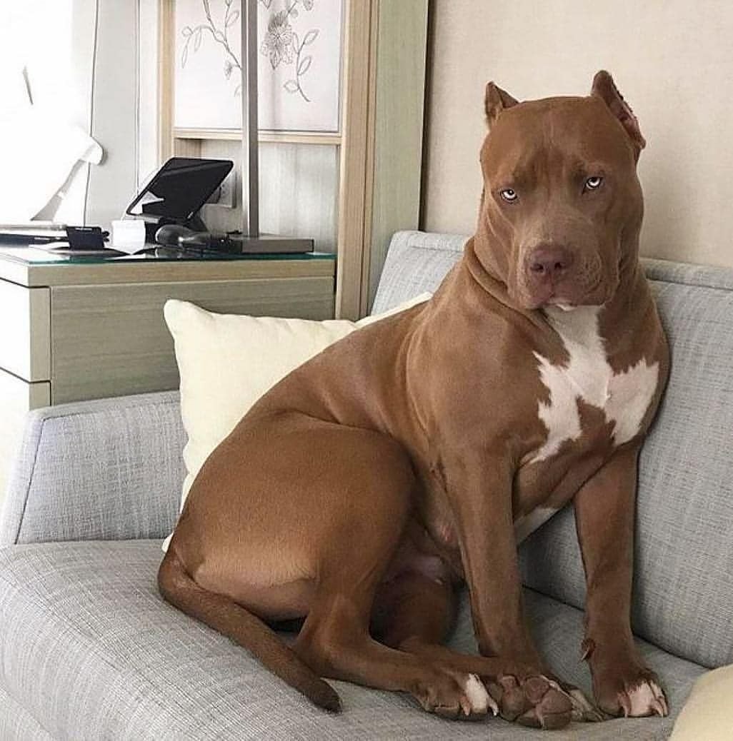 АПБТ порода собак