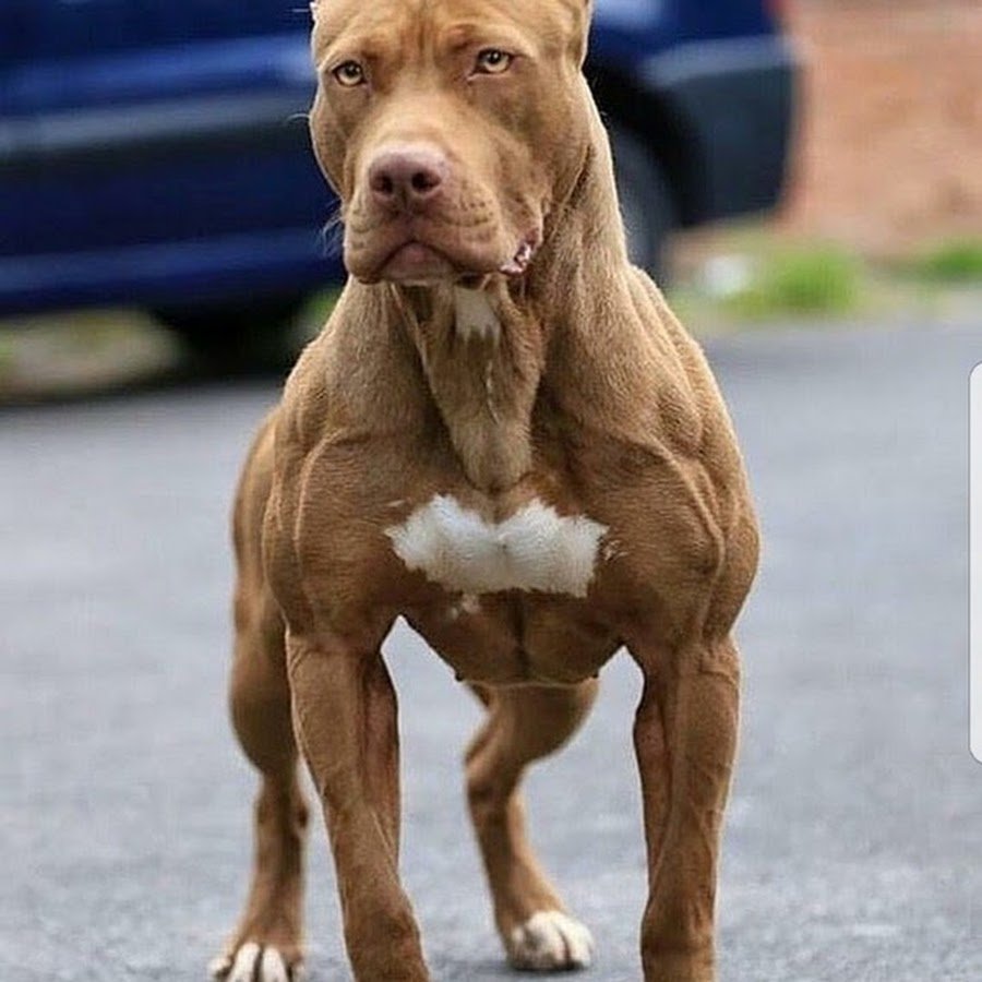 Американский питбультерьер