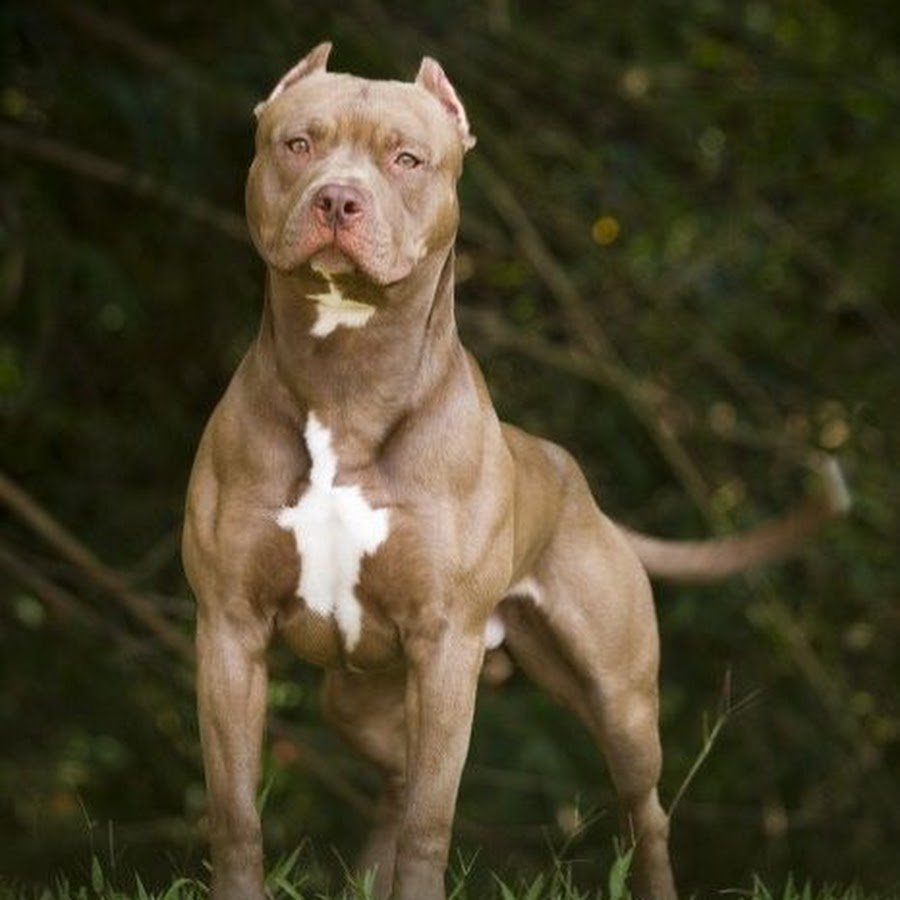 Американский питбуль ред ноуз