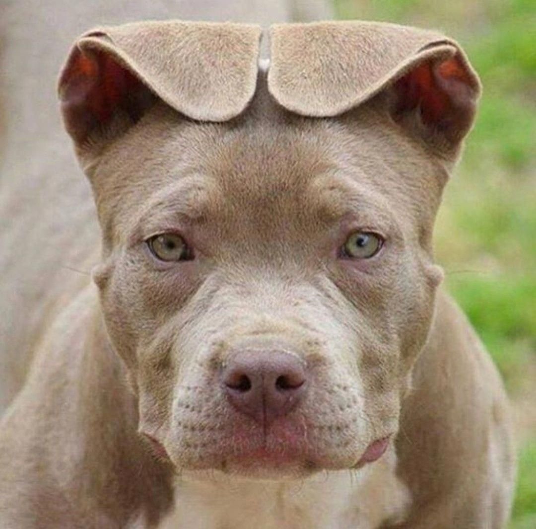 Питбуль и щенки питбуля