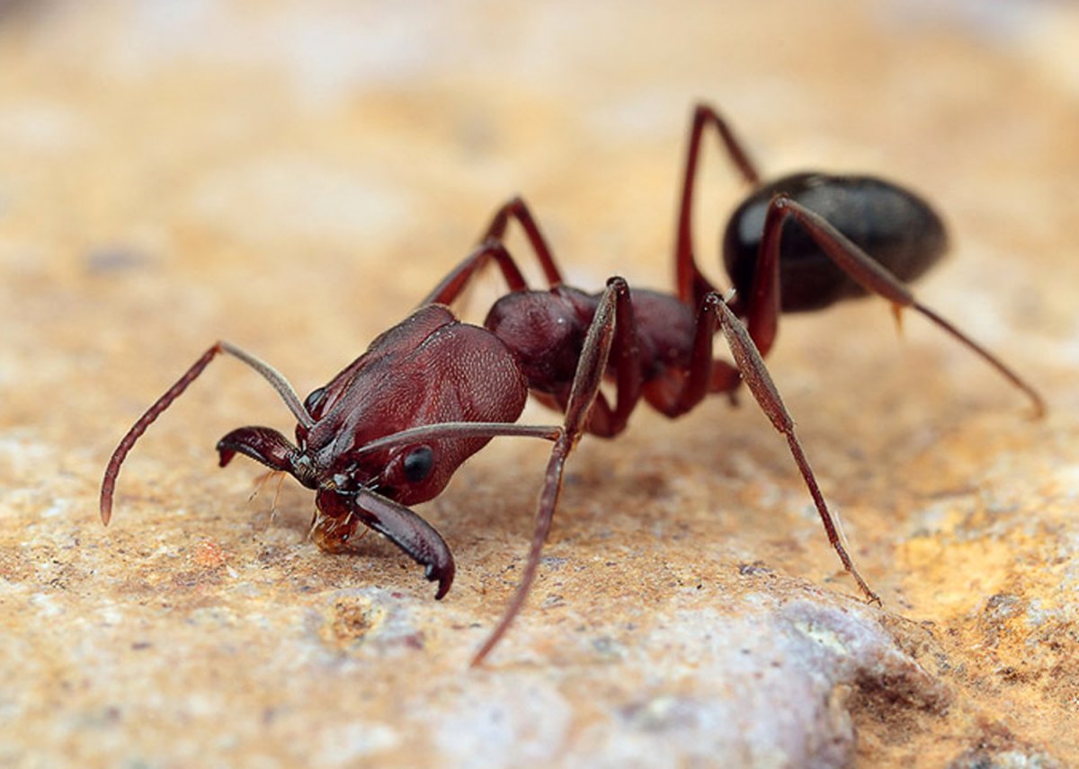 Муравей одонтомахус