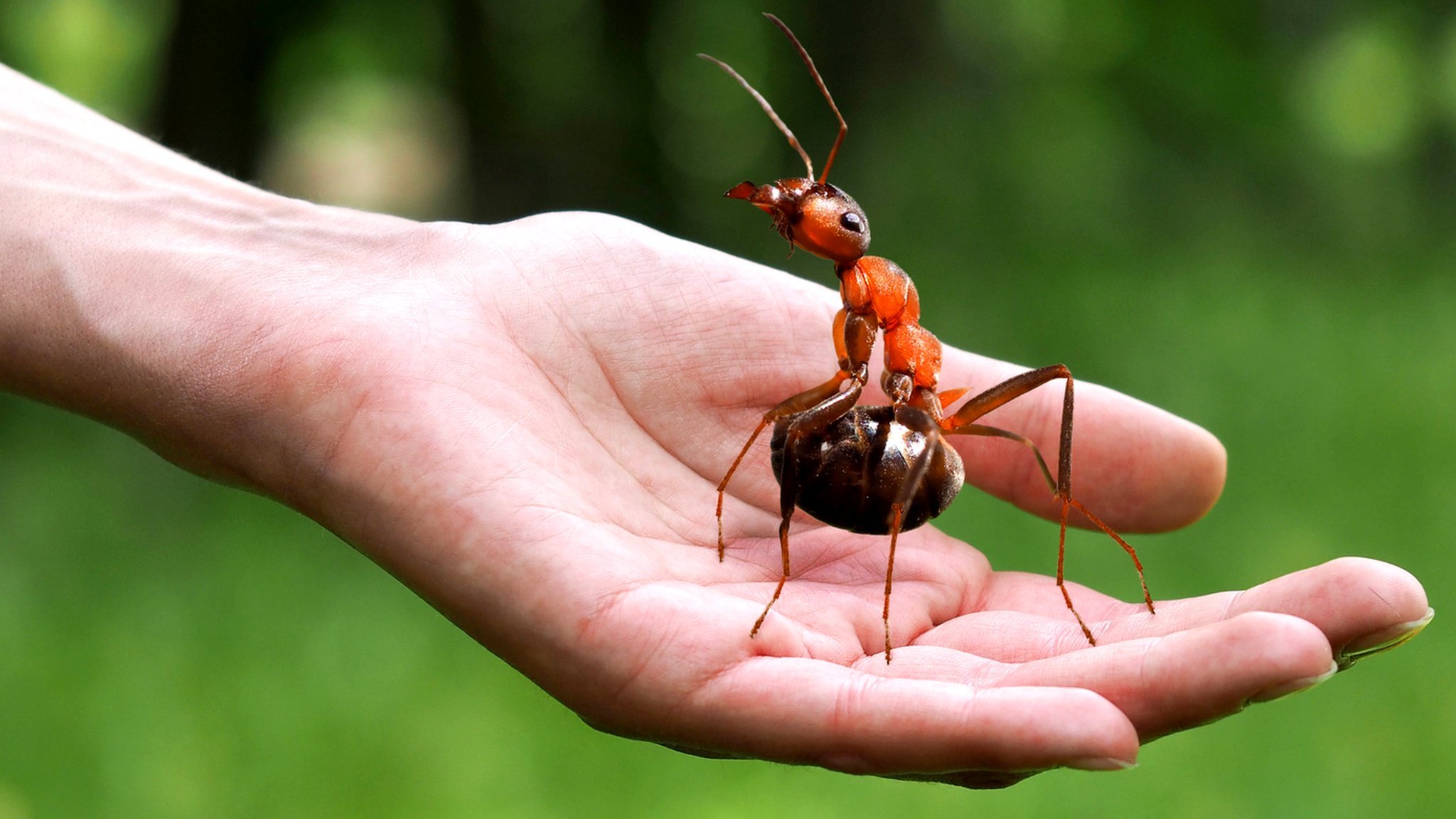 Сколько муравей в мире. Муравей Голиаф. Муравьи Dinoponera gigantea. Гигантский амазонский муравей. Африканский муравей гигант.