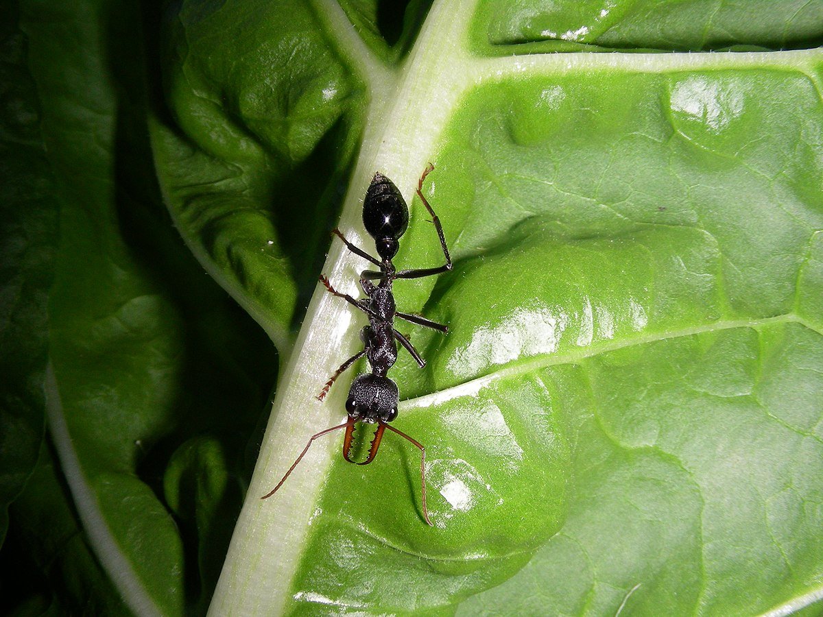 Myrmecia Bulldog Ant