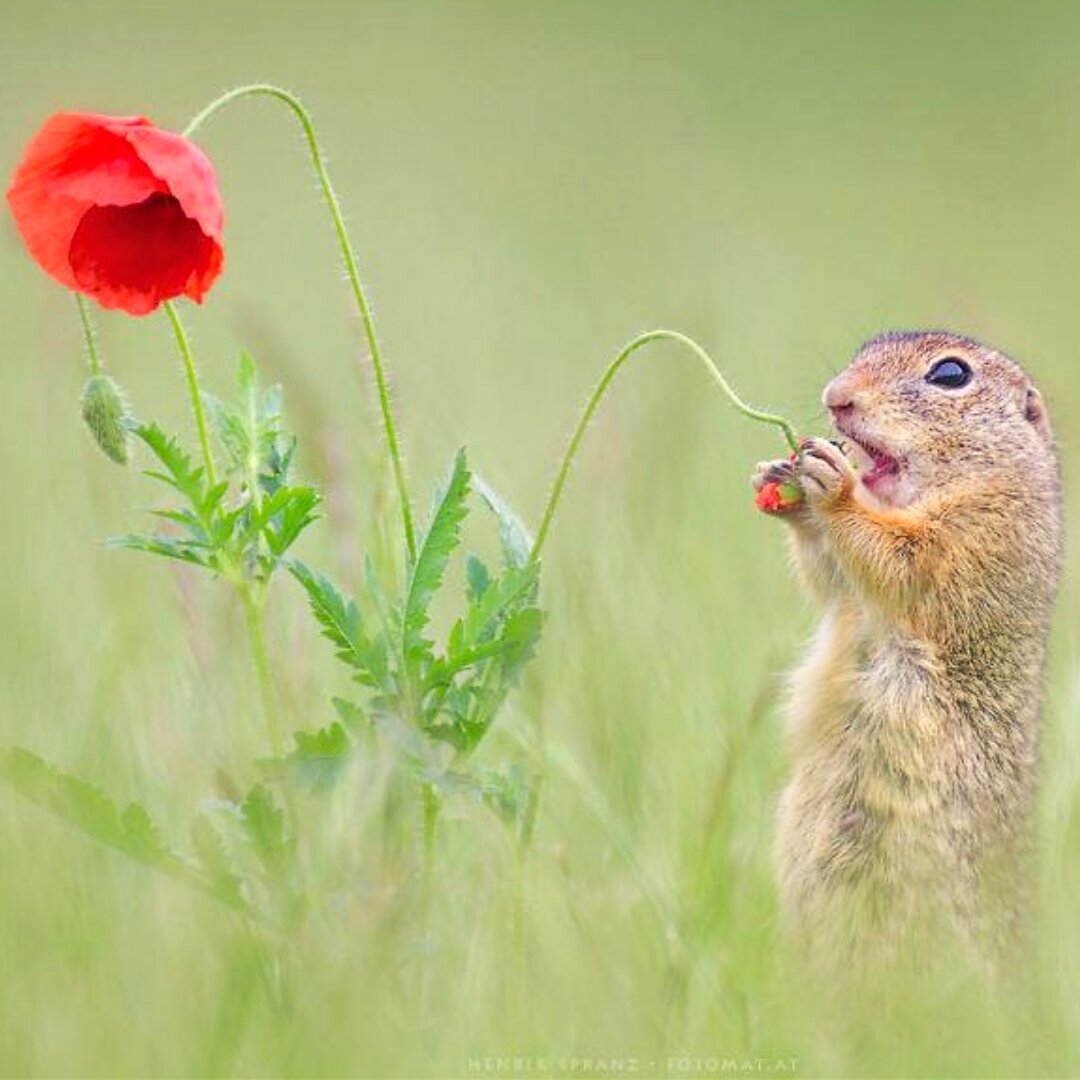 Милые суслики