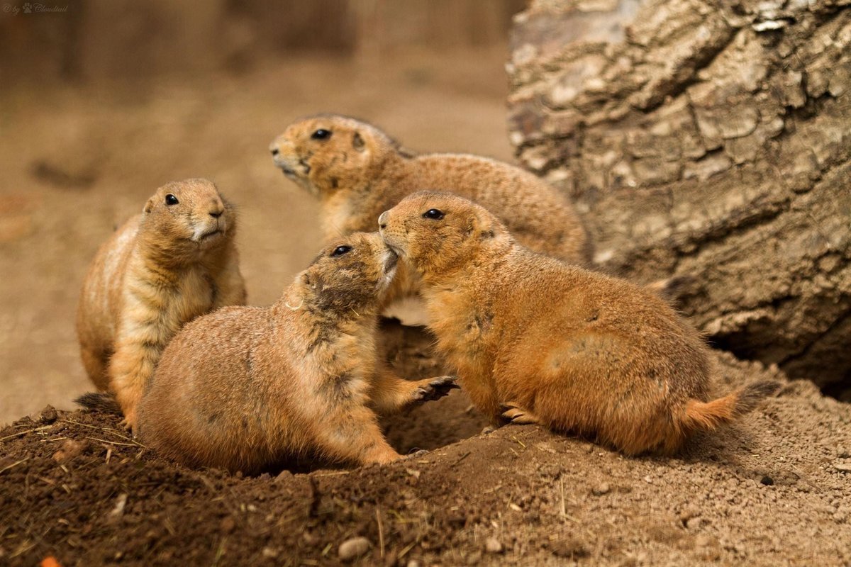 Сурок тарбаган