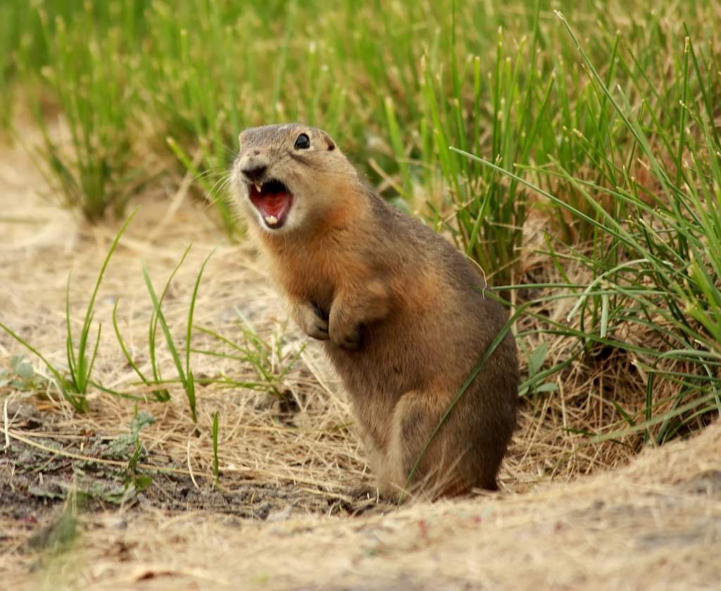 Ютасская Луговая собачка