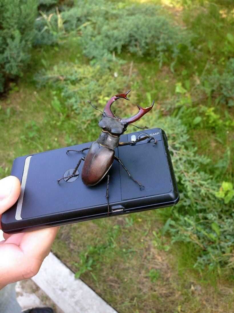 Майский Жук Рогач