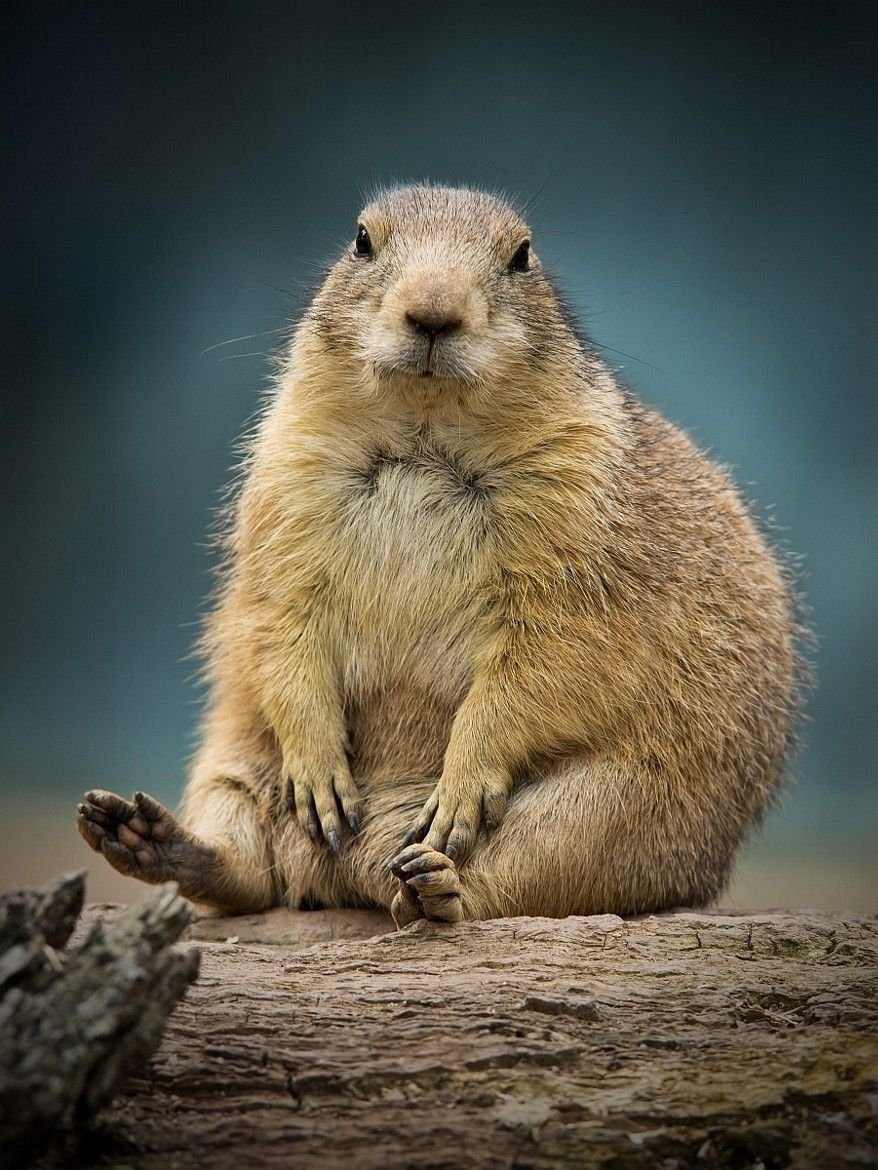 Чернохвостая Луговая собачка
