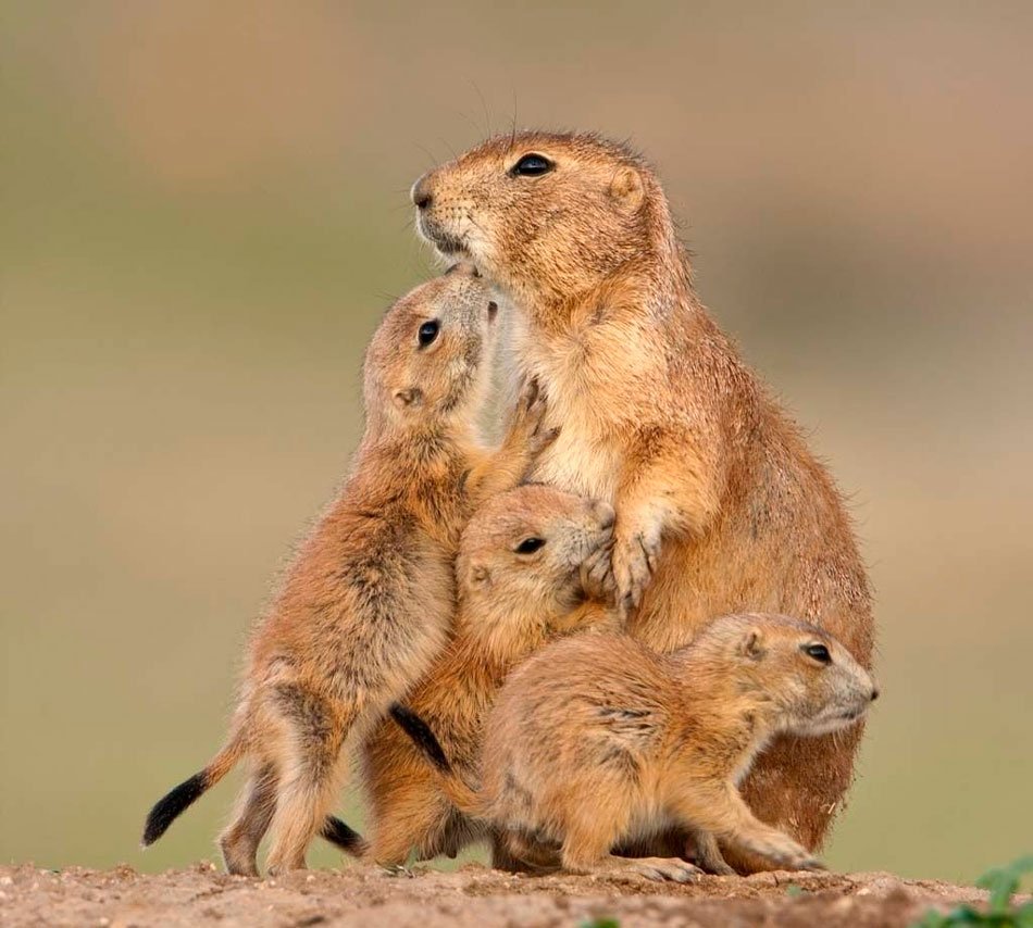 Суслик Луговая собачка Байбак