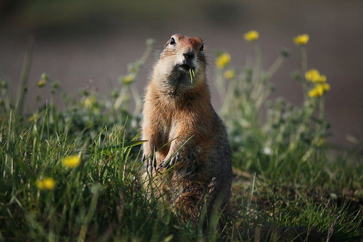 Евражка Чукотка