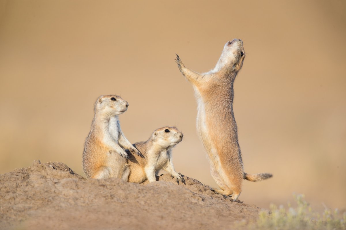 Ютасская Луговая собачка