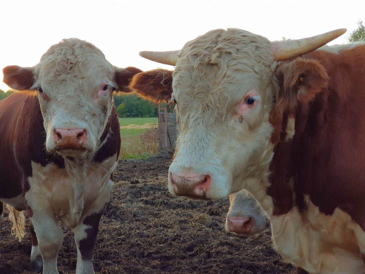 Порода коров Герефорд