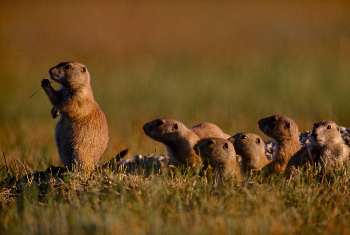 Степная собачка