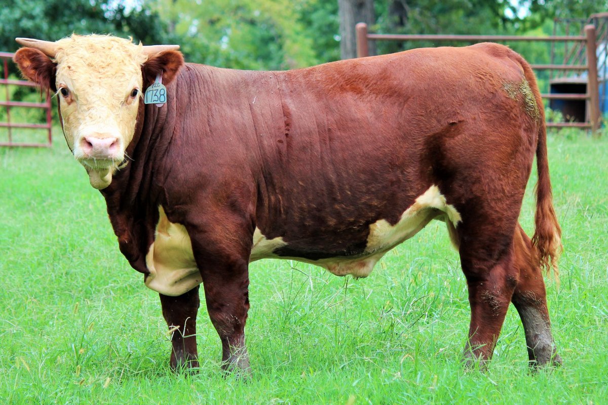 Джерсейская порода Быков