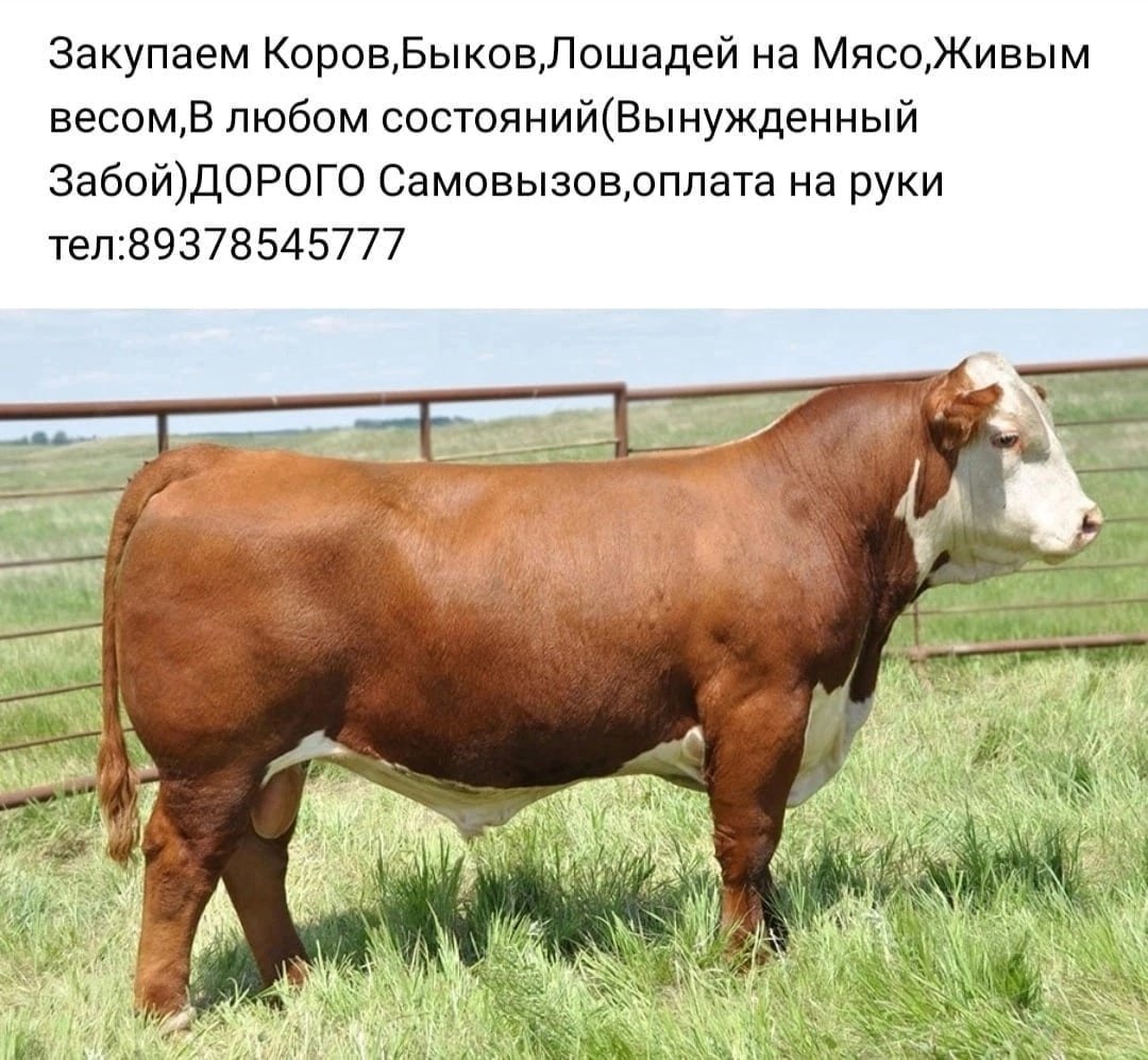 Ангус Голштинская Герефорд