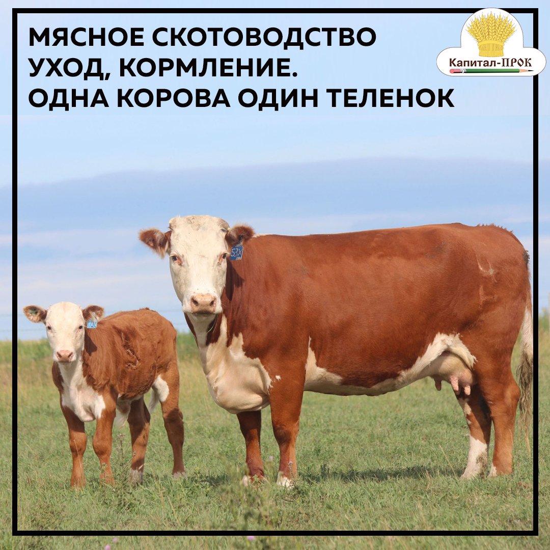 Породы коров в России