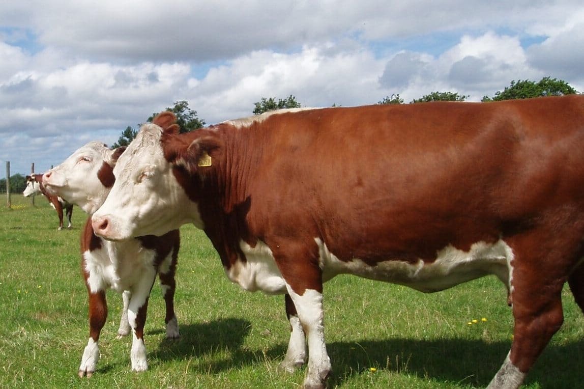 Порода КРС Герефорд