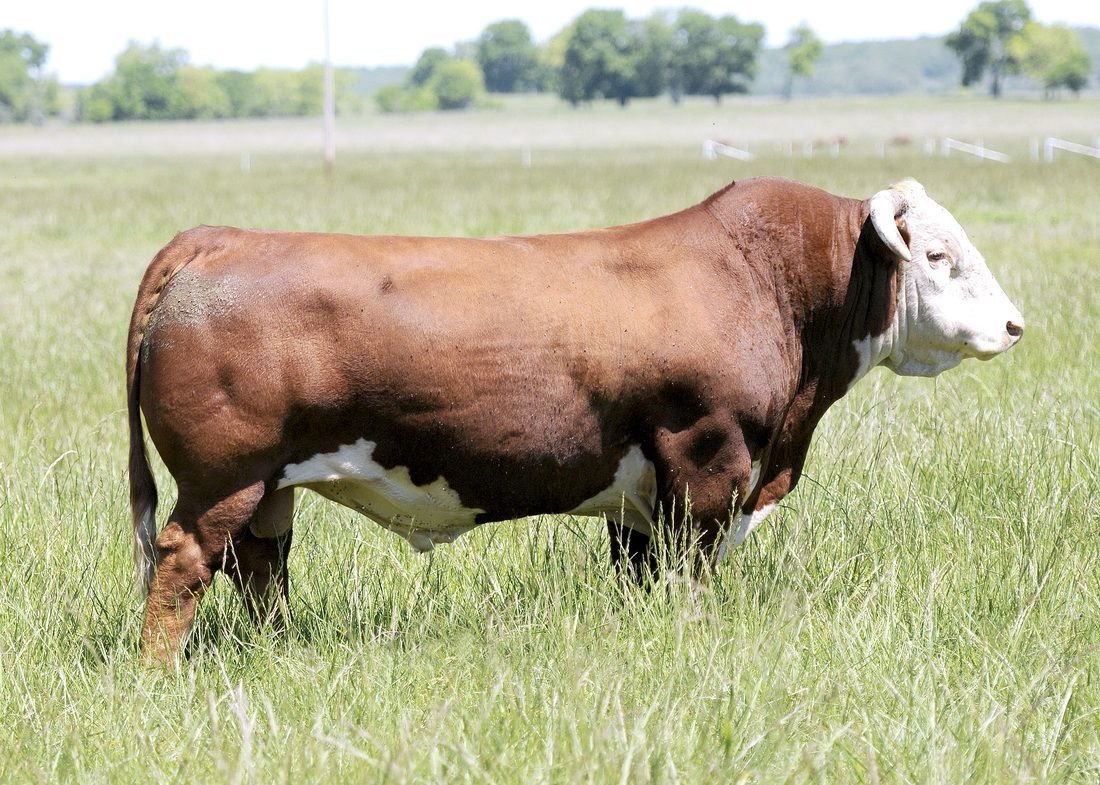 Казахская белоголовая порода КРС