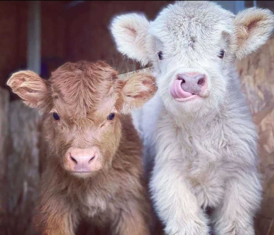 Фон сельскохозяйственные животные на рабочий стол