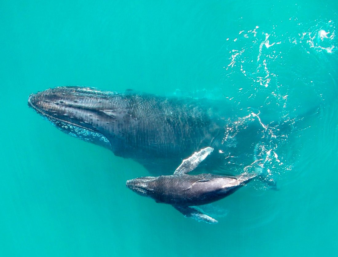 Синий кит с китенком