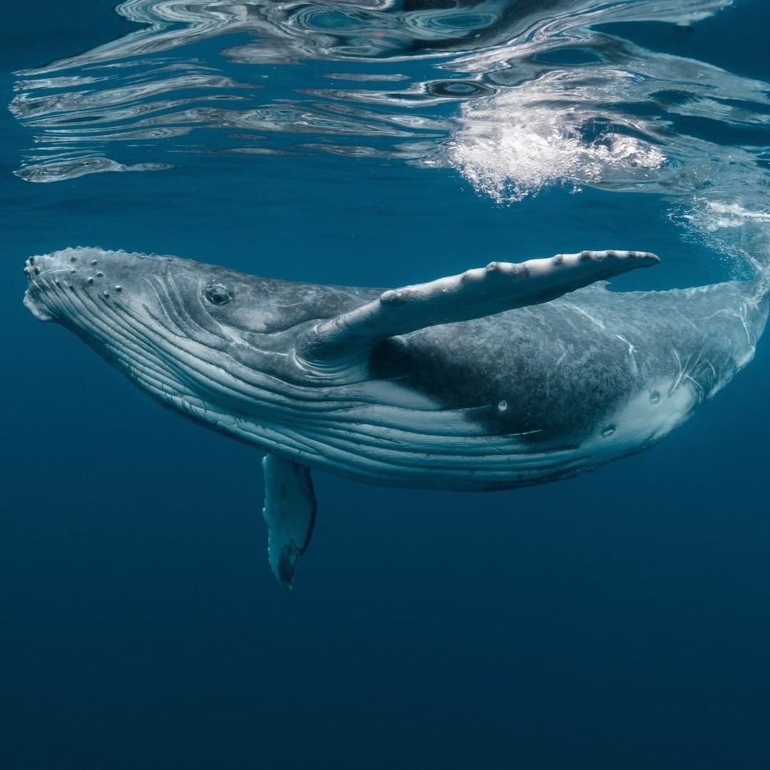 Крупные морские животные