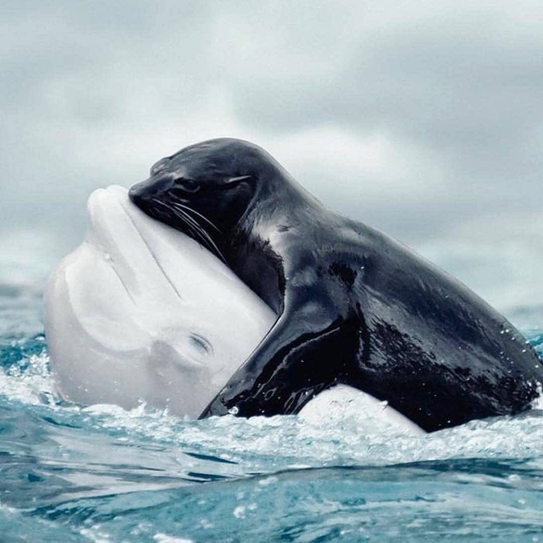 Китиха с китенком