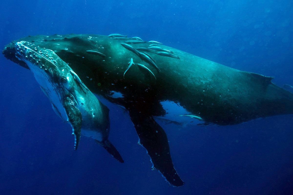 Горбач синий кит Кашалот