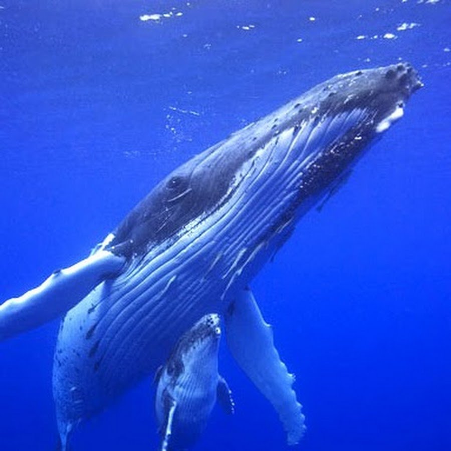 Кит в океане сверху