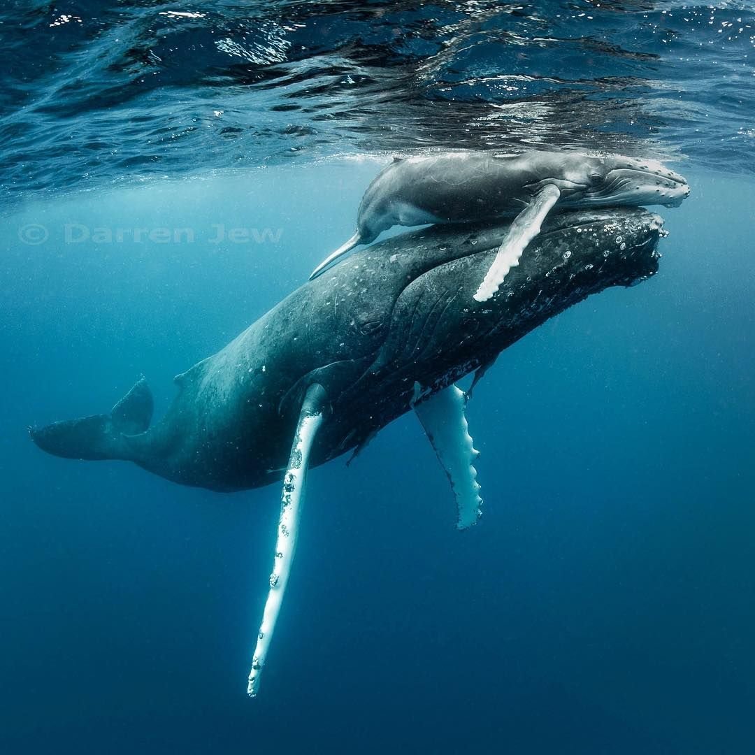 Китенок касатки