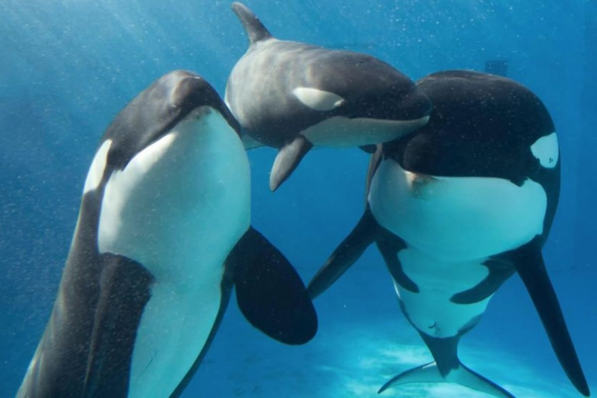 Орка Касатка