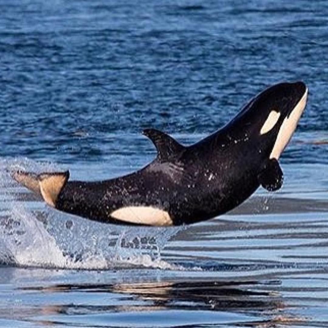 Китообразные горбатый кит