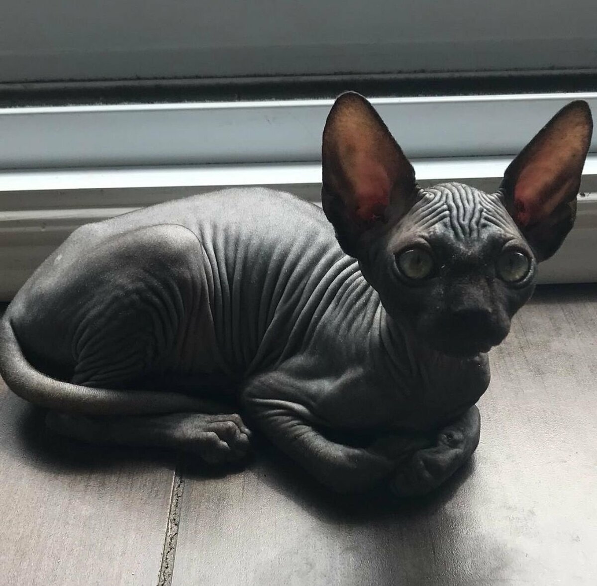 Донской сфинкс черный