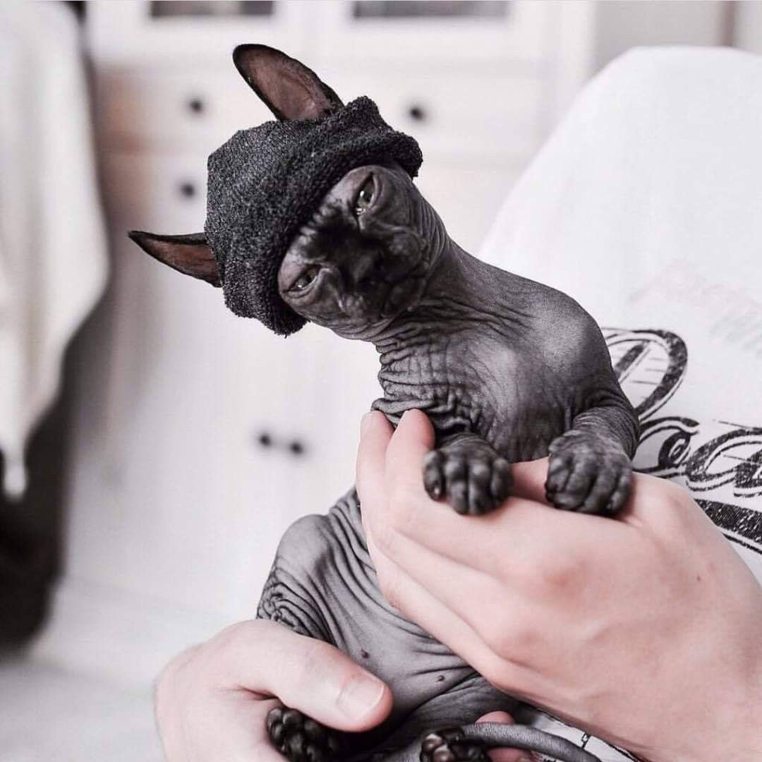 Чёрный сфинкс кошка