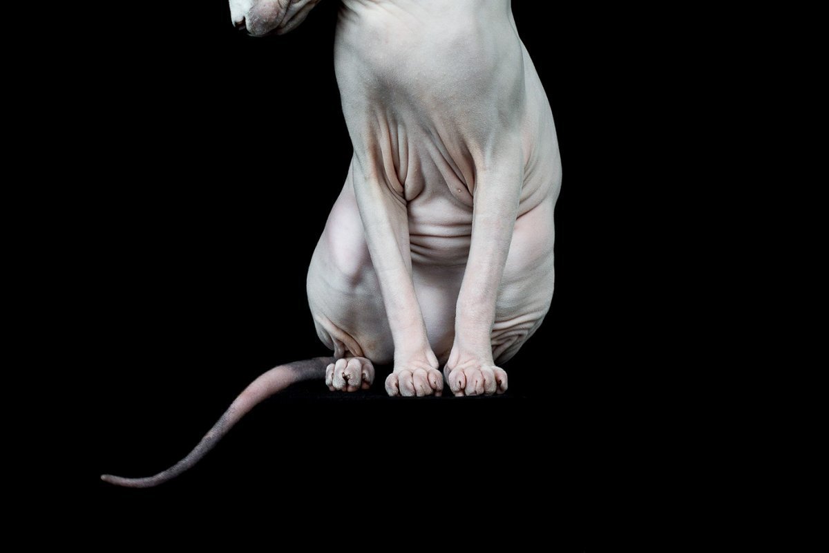 Донской сфинкс упитанный