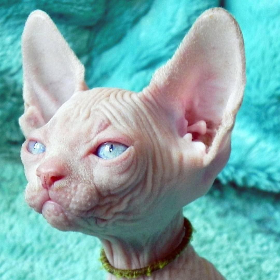 Кот Гоблин бычии