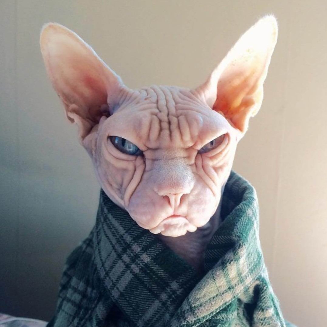 Чёрный сфинкс кошка