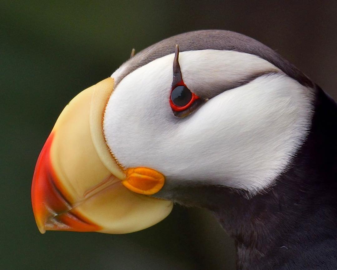 Ипатка и тупик