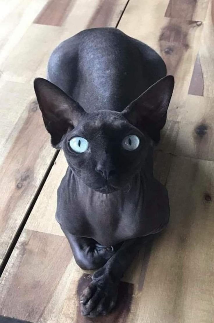 Чёрный сфинкс кошка