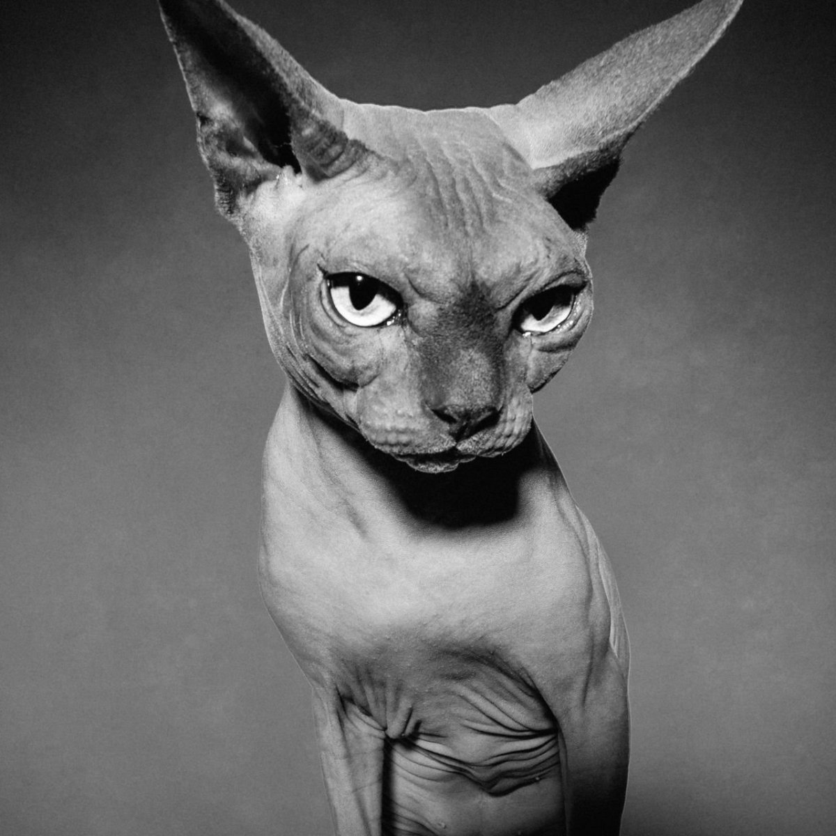 Чёрный сфинкс кошка