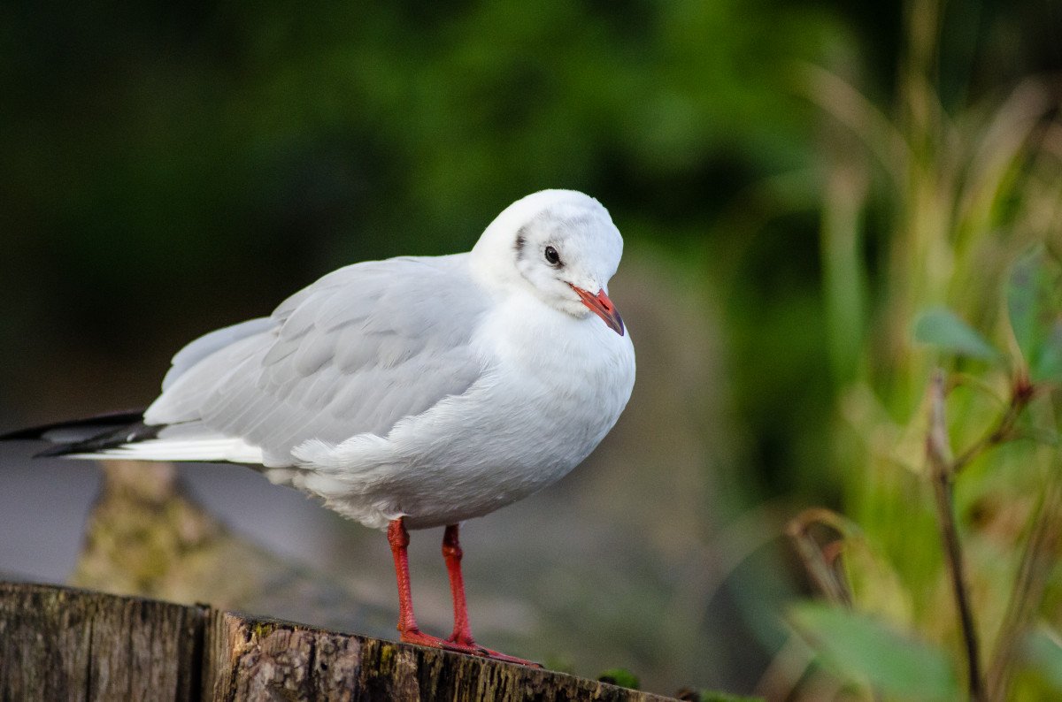 Чайки с красным клювом