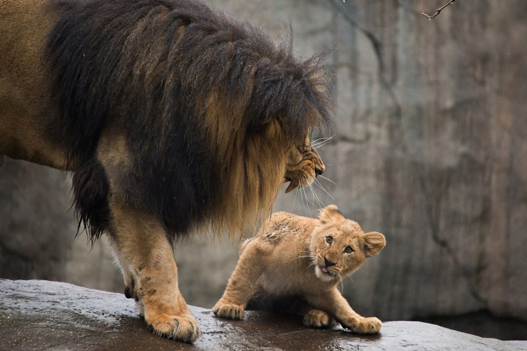 Отец лев дочь лев. Лев рычит на львенка. Лев львица и Львенок. Лев и Львенок. Лев фото.