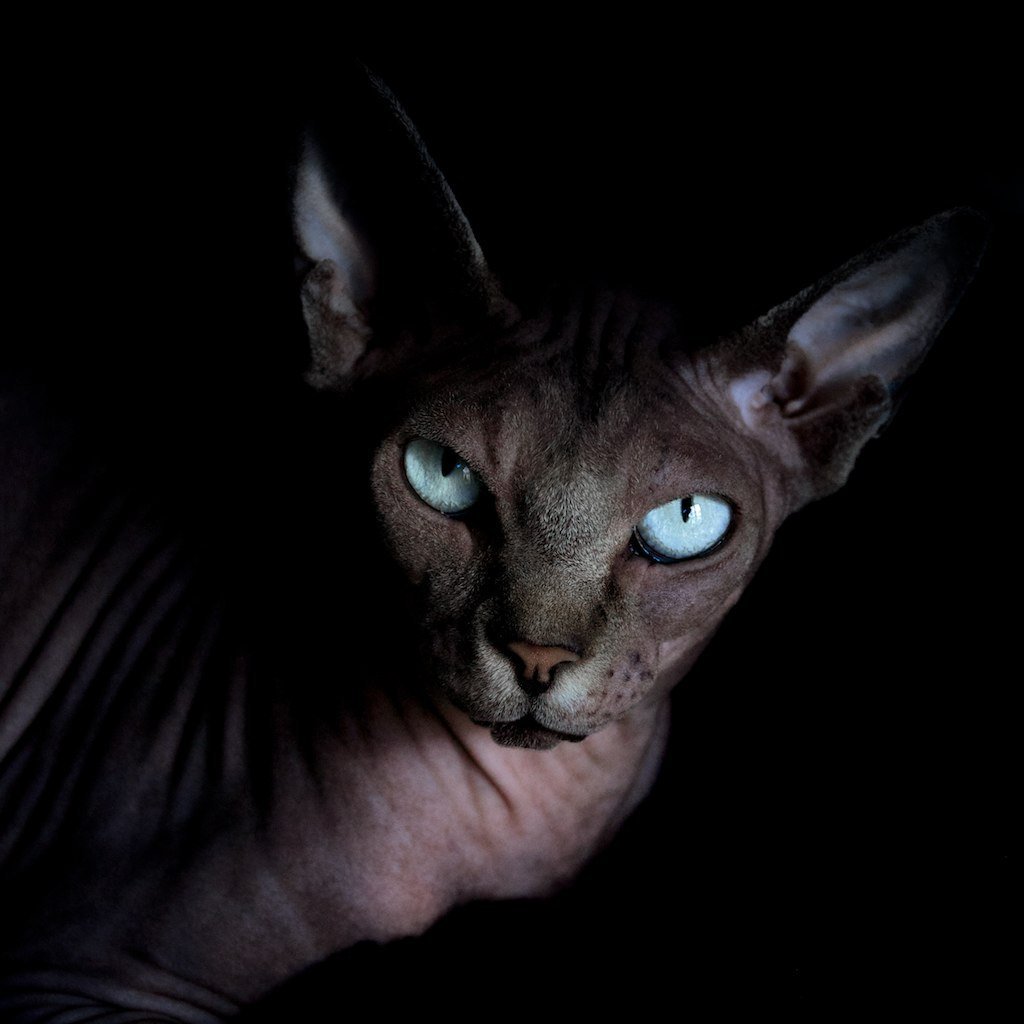 Чёрный сфинкс кошка