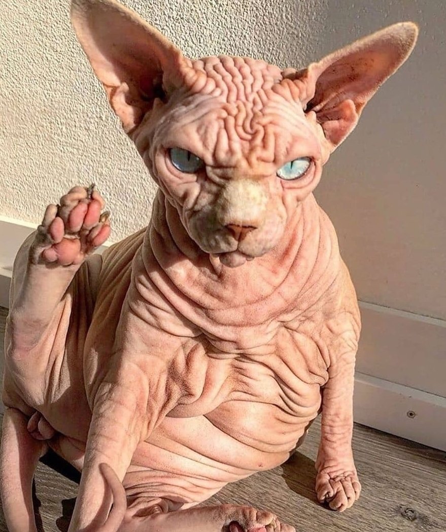 Донской сфинкс черно белый