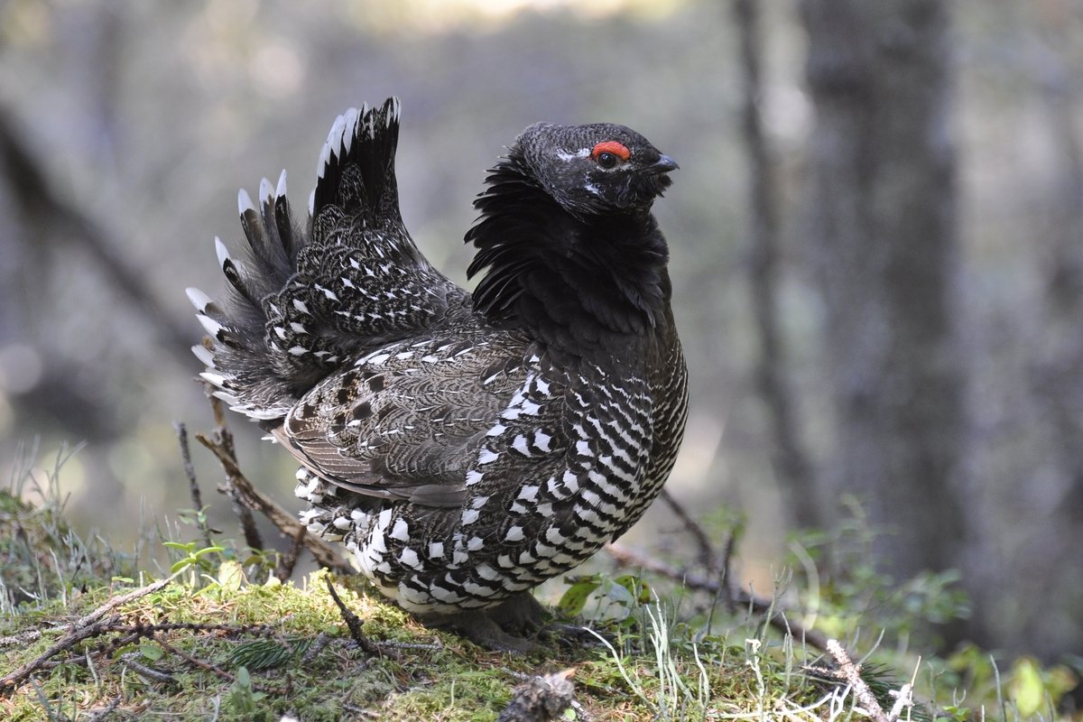 Птицы необыкновенной красоты