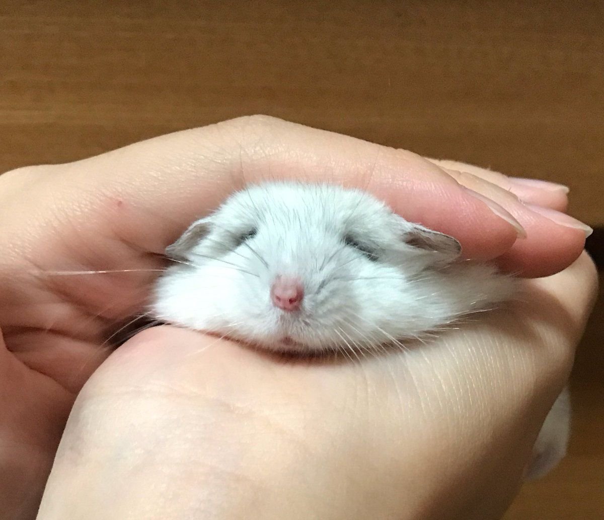 Беленький джунгарский хомячок