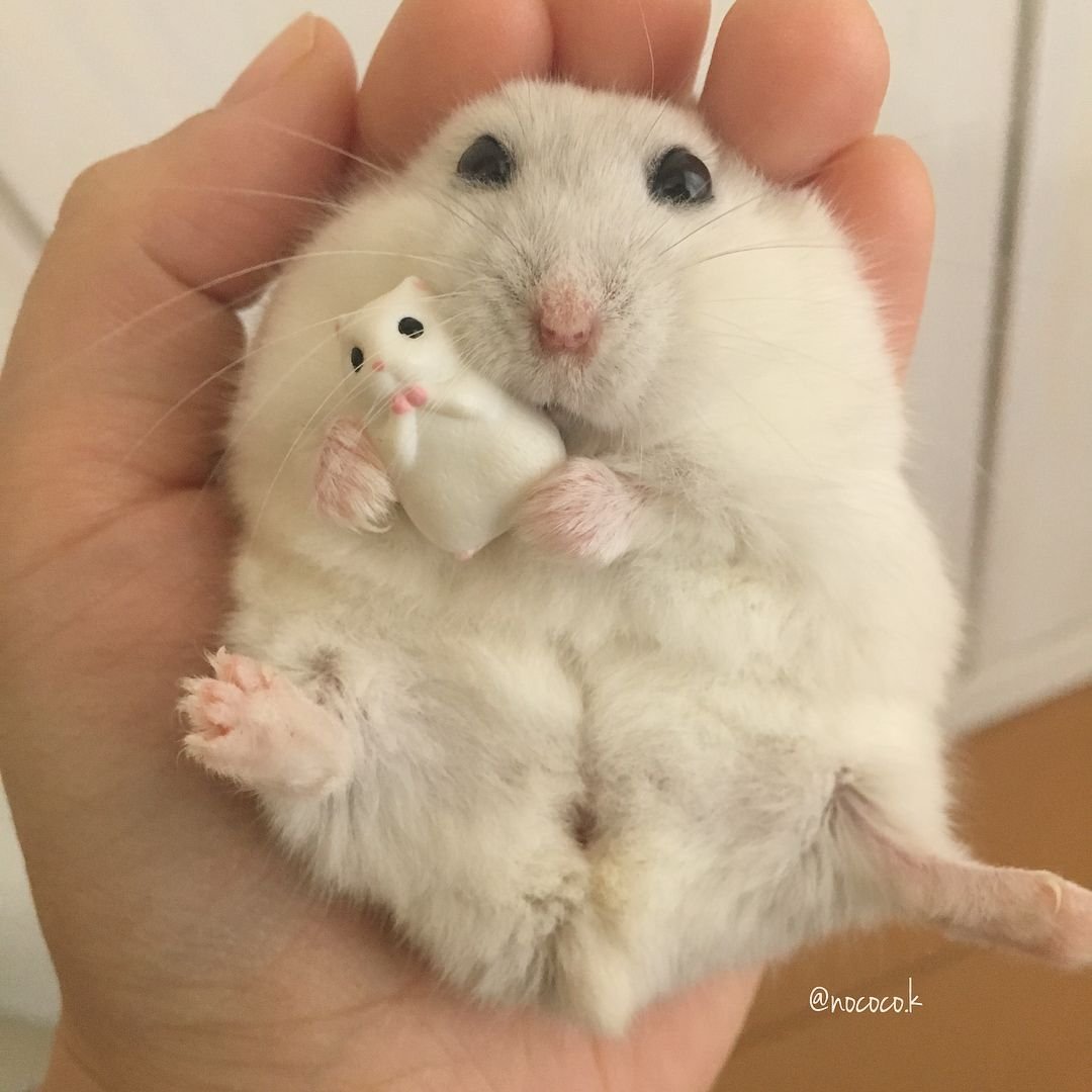 Хомяк джунгарский
