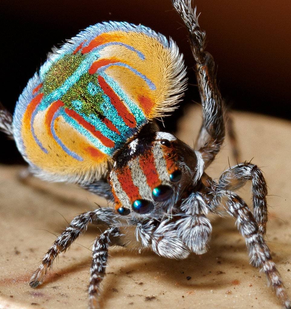 Паук-Павлин (Maratus volans)