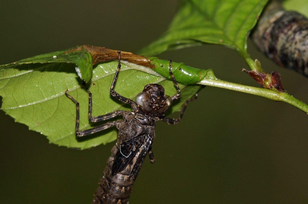 Ядовитые насекомые Абхазии