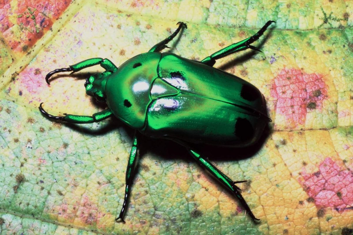 Тропические бронзовки